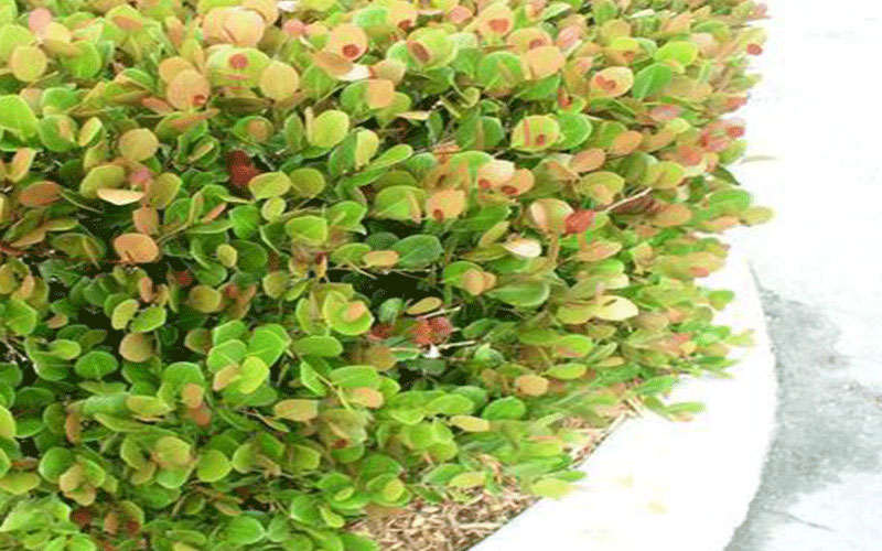 GARDEN CENTER CAPE CORAL and LANDSCAPERS