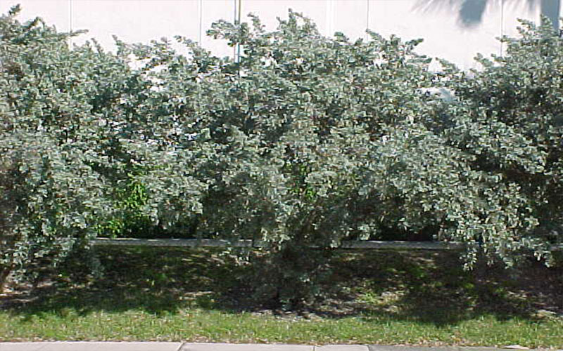 GARDEN CENTER CAPE CORAL and LANDSCAPERS